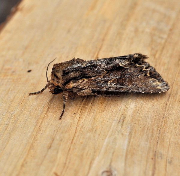 Apamea monoglypha